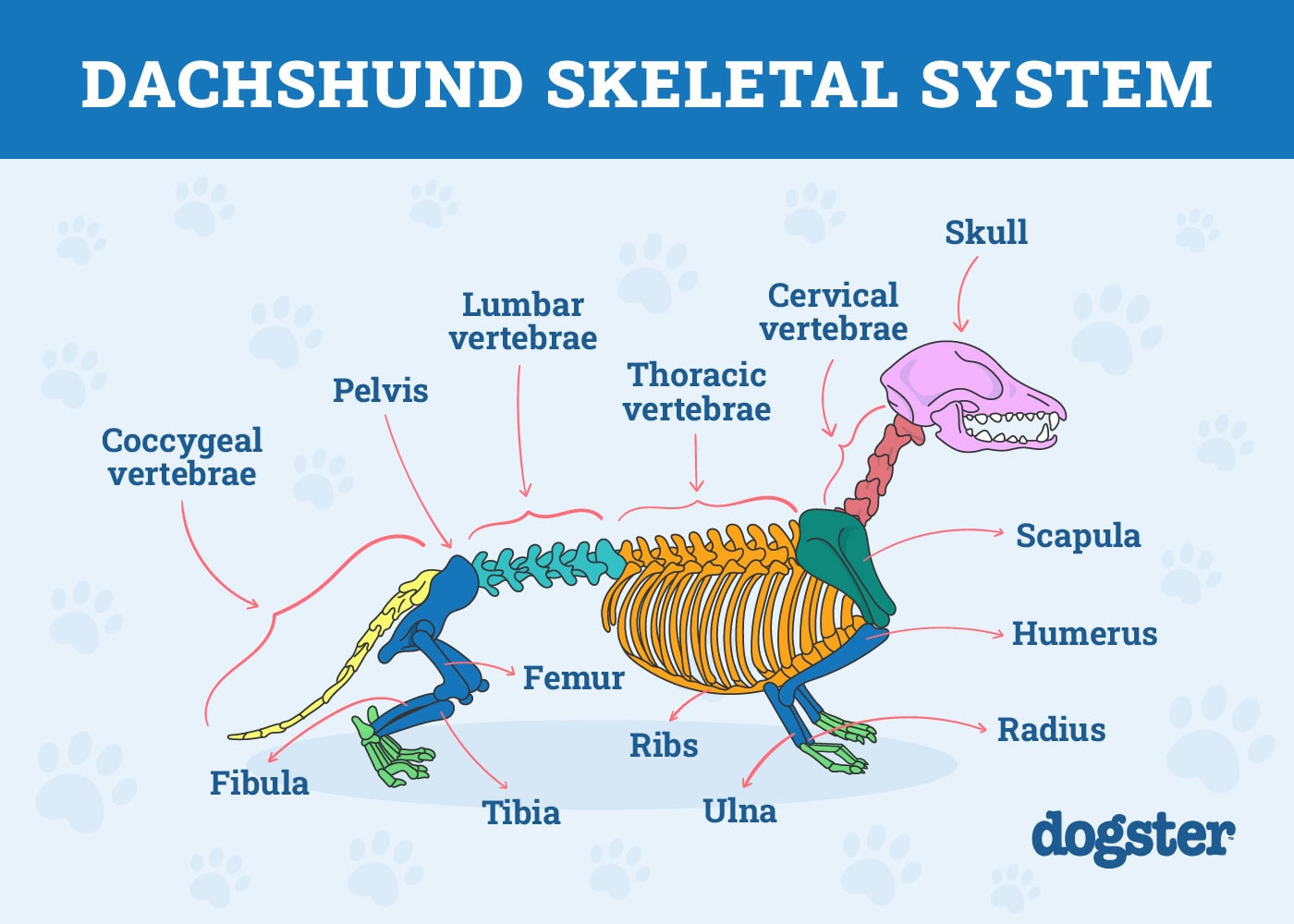 Dogster_Dachshund Skeletal system Infographic_v1_Dec 2 2024