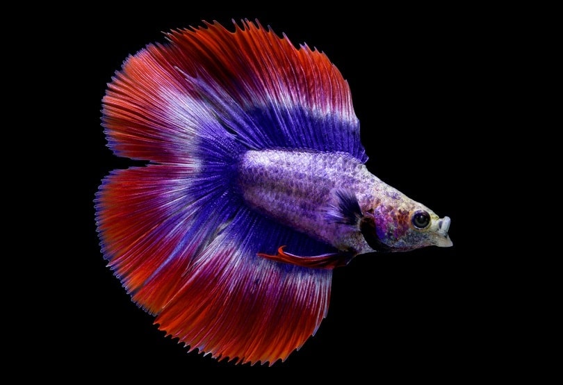 Double half moon long tail