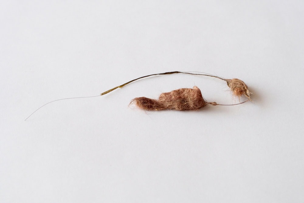 Dry cat hairball in the vomit of shorthair cat