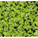 Duckweed