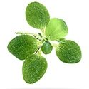 Dwarf Water Lettuce