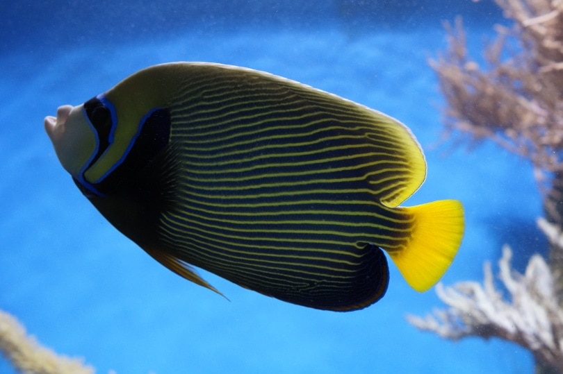 Emperor Angelfish