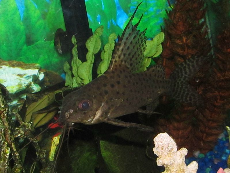 Featherfin squeaker