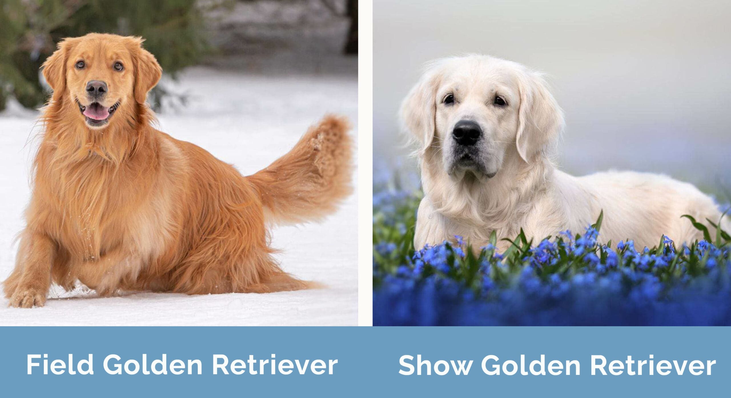 Field vs Show Golden Retriever side by side