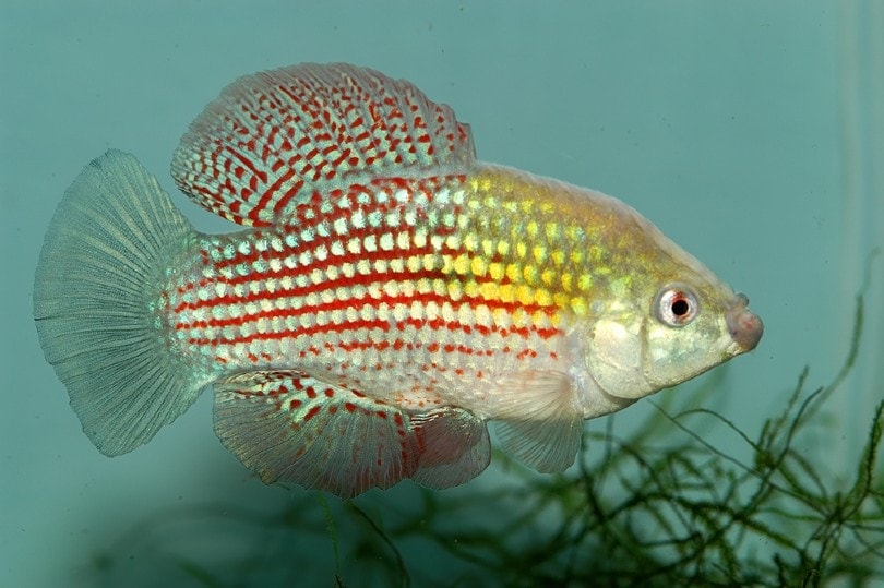 Florida Flag Fish