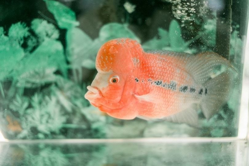 Flowerhorn-cichlid-fish_Wirestock-Creators_shutterstock