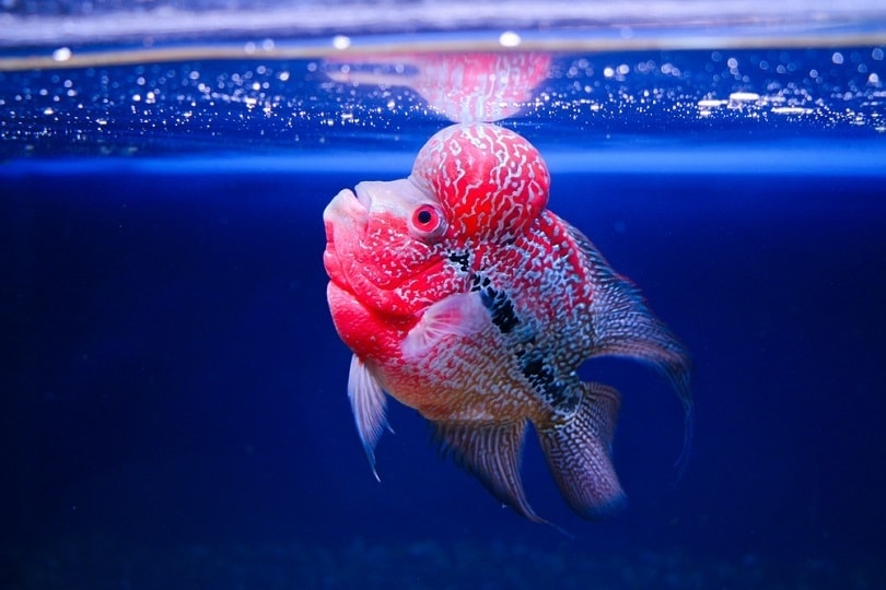Flowerhorn cichlid fish