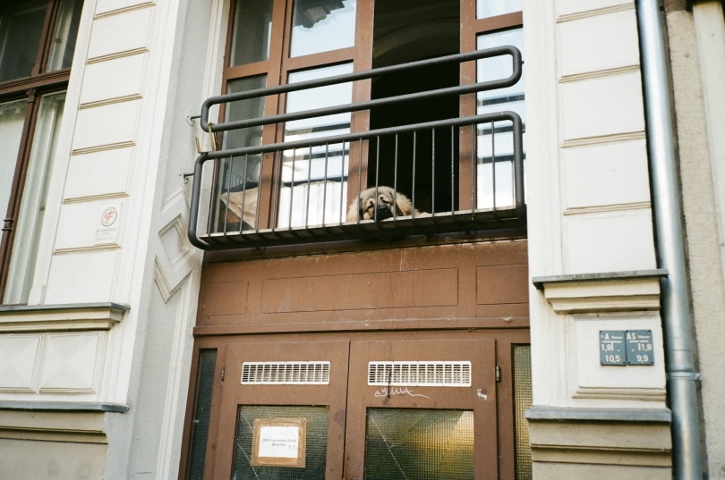 Fluffy dog resting in the balcony