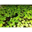 Frogbit