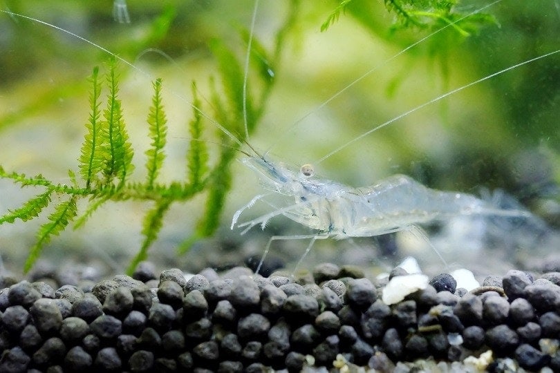 Ghost-Shrimp