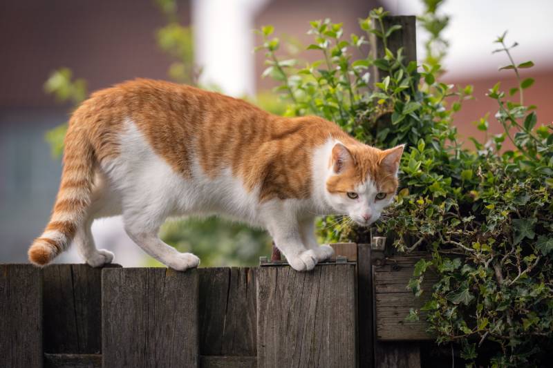 Ginger cat red and white walking on wooden fence in the garden looking at the camera