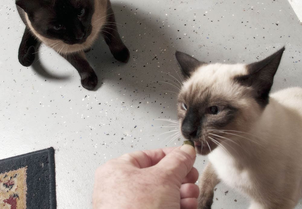Giving treat to Siamese cat