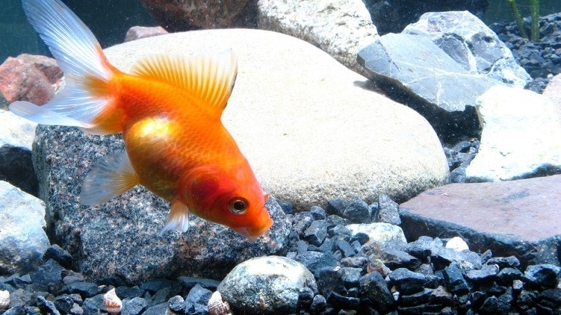 Gold fish swim near botom near gravel_dba87_shutterstock