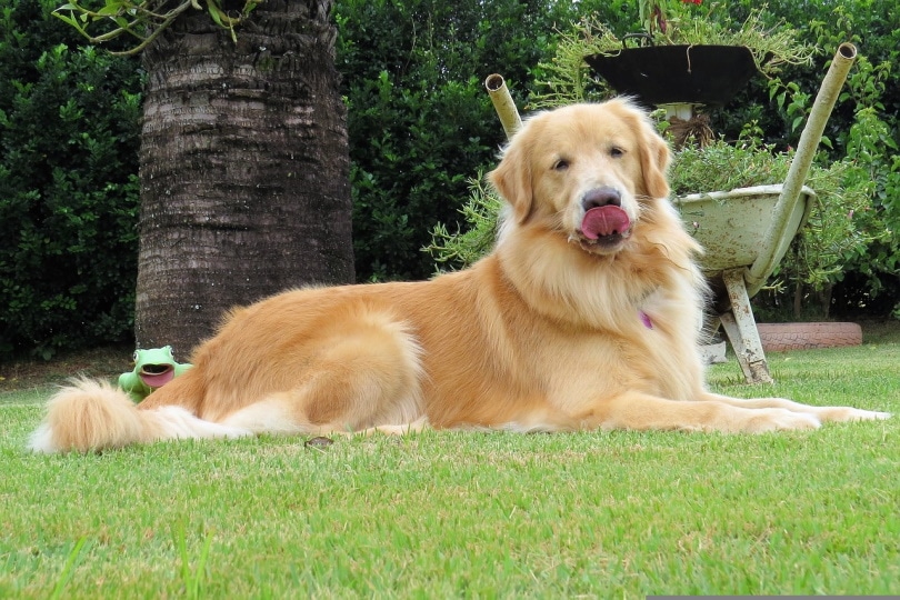 Golden retriever licking nose