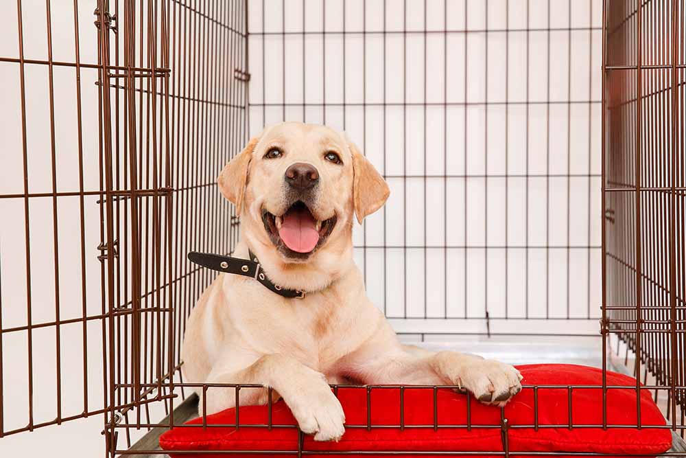 Golden retriever puppy in crate