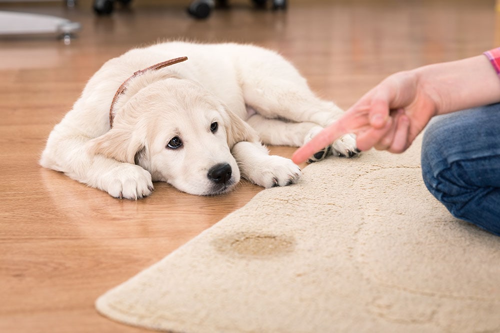 Golden retriever puppy looking guilty from his punishment