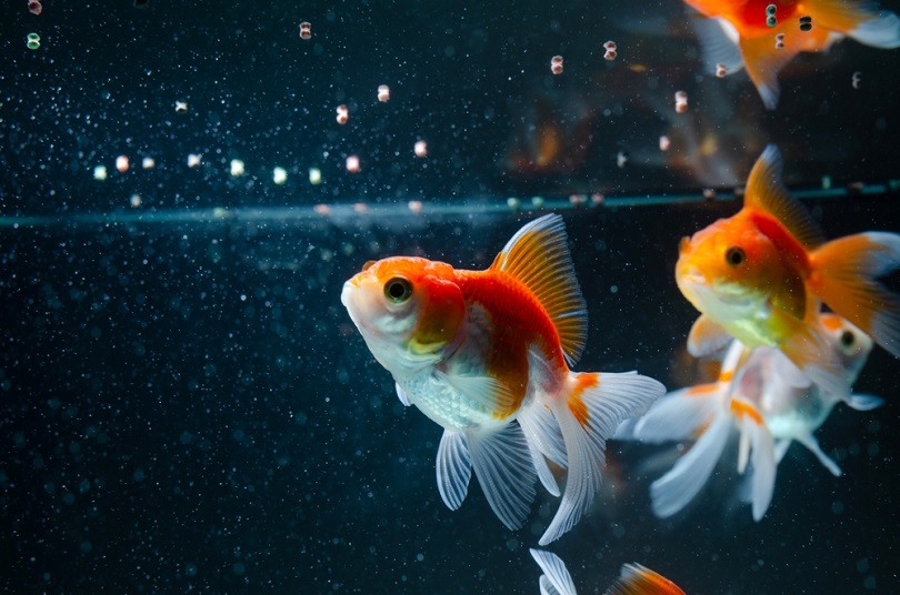 Goldfish eating food