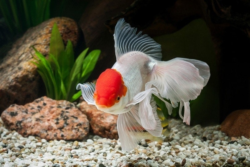 Goldfish in aquarium with green plants