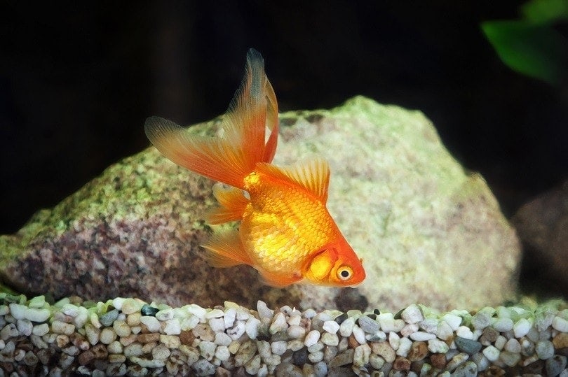 Goldfish in aquarium_dien_shutterstock