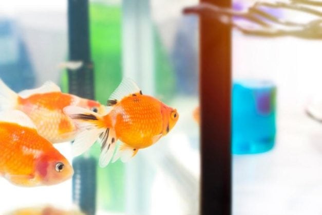 How to Lower Nitrate Levels in Your Aquarium - 6 Vet-Approved Tips ... - Water Quality In Goldfish Tanks With Low Nitrate