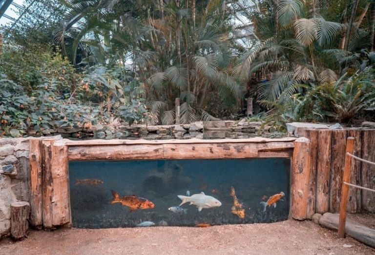 Picture of 9 DIY Outdoor Fish Tank Ideas (With Pictures) | Hepper Pet Resources