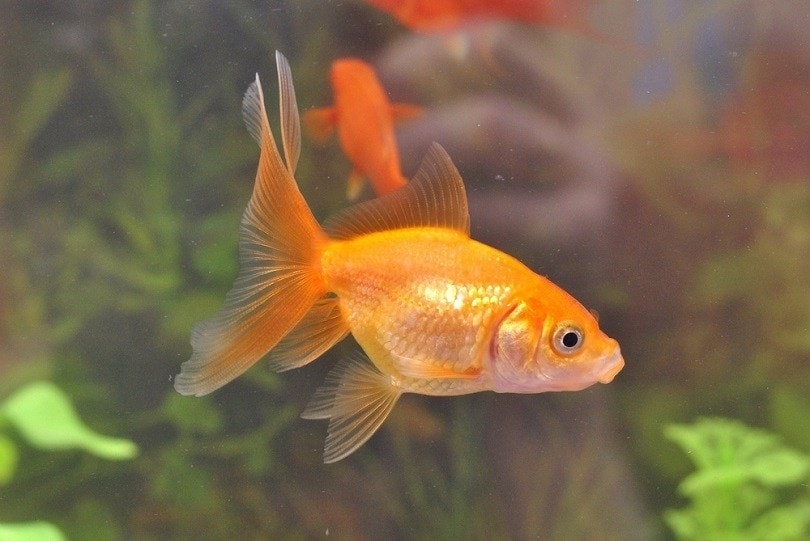 Goldfish swim in an aquarium_Val Krasn_shutterstock