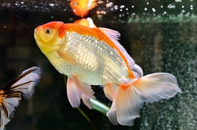 How Big Can Goldfish Get? Average vs Potential Size | Hepper Pet Resources