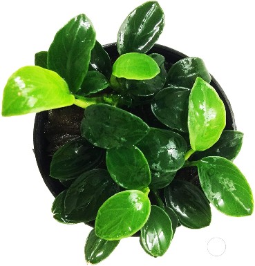 Anubias Petite