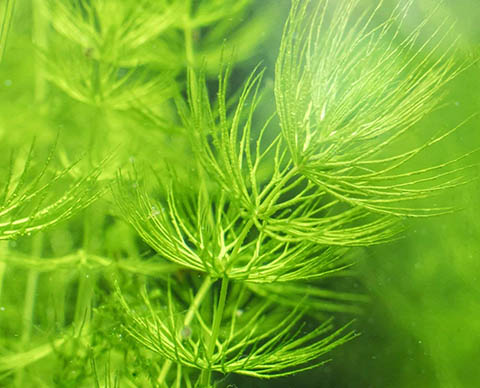 Heirloom Garden 2 Cup of Hornwort