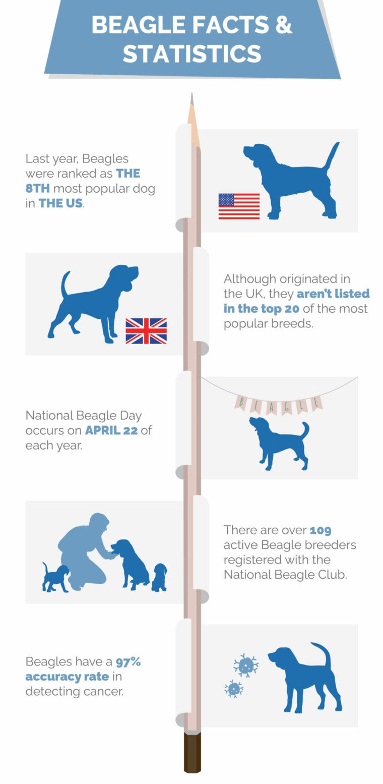 10 Surprising Beagle Statistics You'll Be Surprised to Learn: 2026 ...