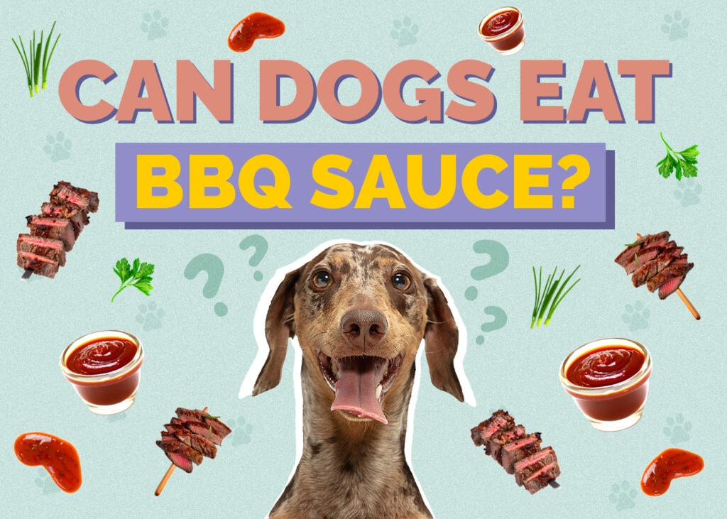 Can Dogs Eat BBQ Sauce