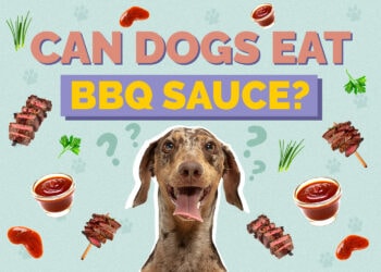 Can Dogs Eat BBQ Sauce? Vet-Reviewed Risks & Tips Hepper Pet Resources