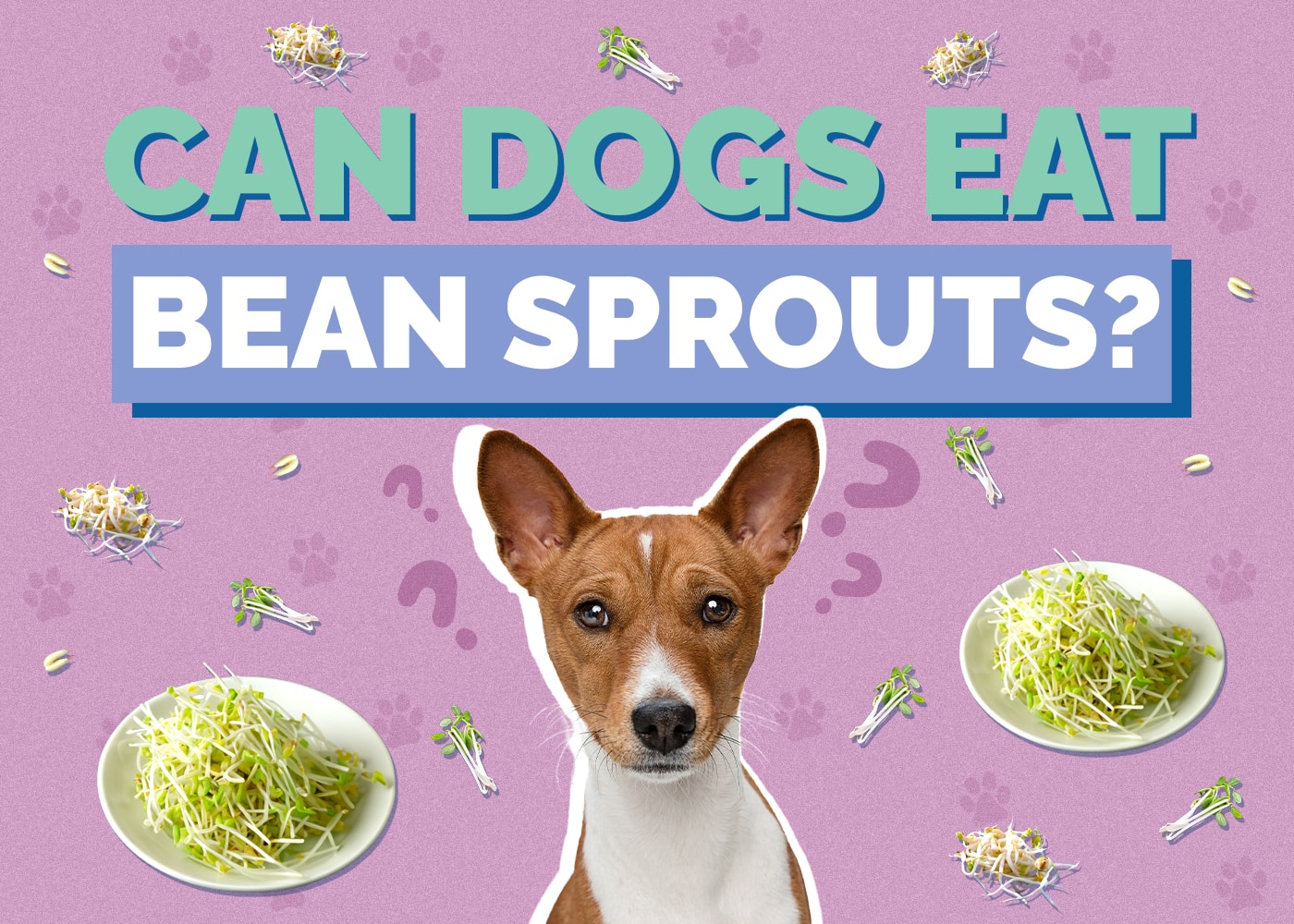 Can Dogs Eat Bean Sprouts