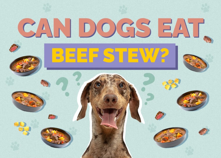 Visual Reference: Can Dogs Eat Beef Stew Vet Reviewed Facts Faq