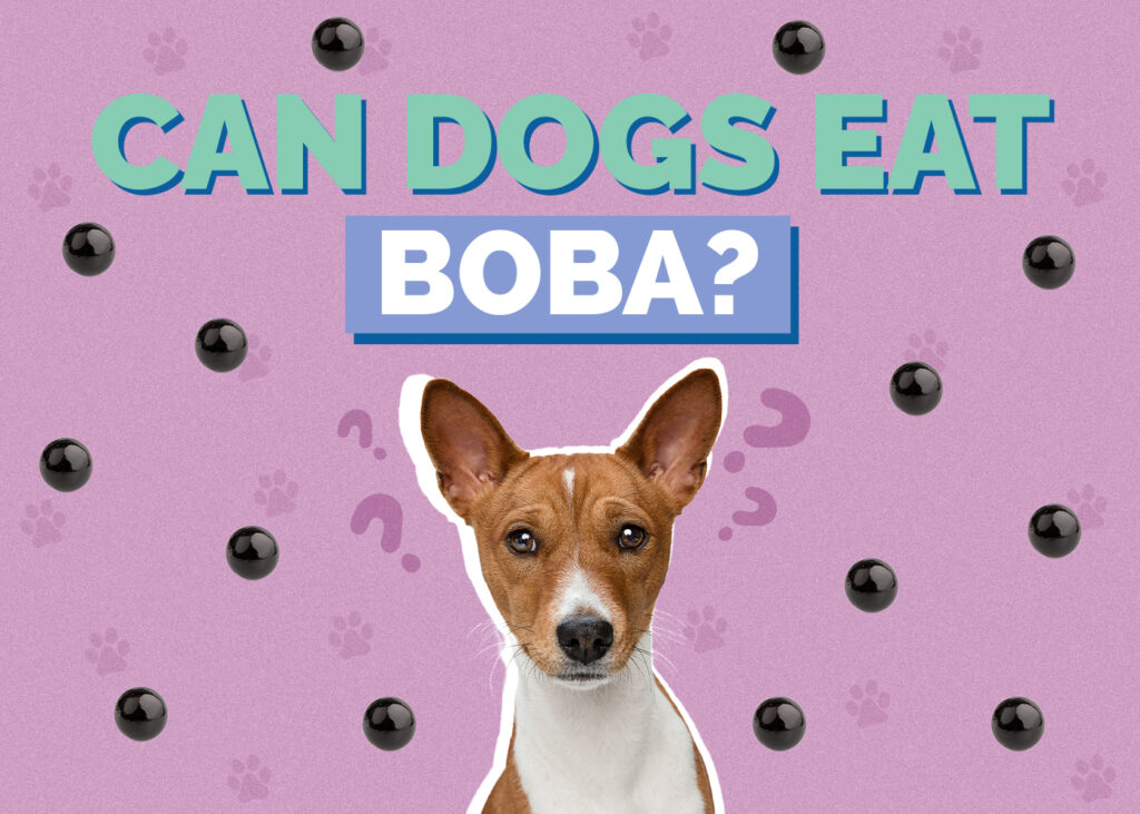 Can Dogs Eat Boba