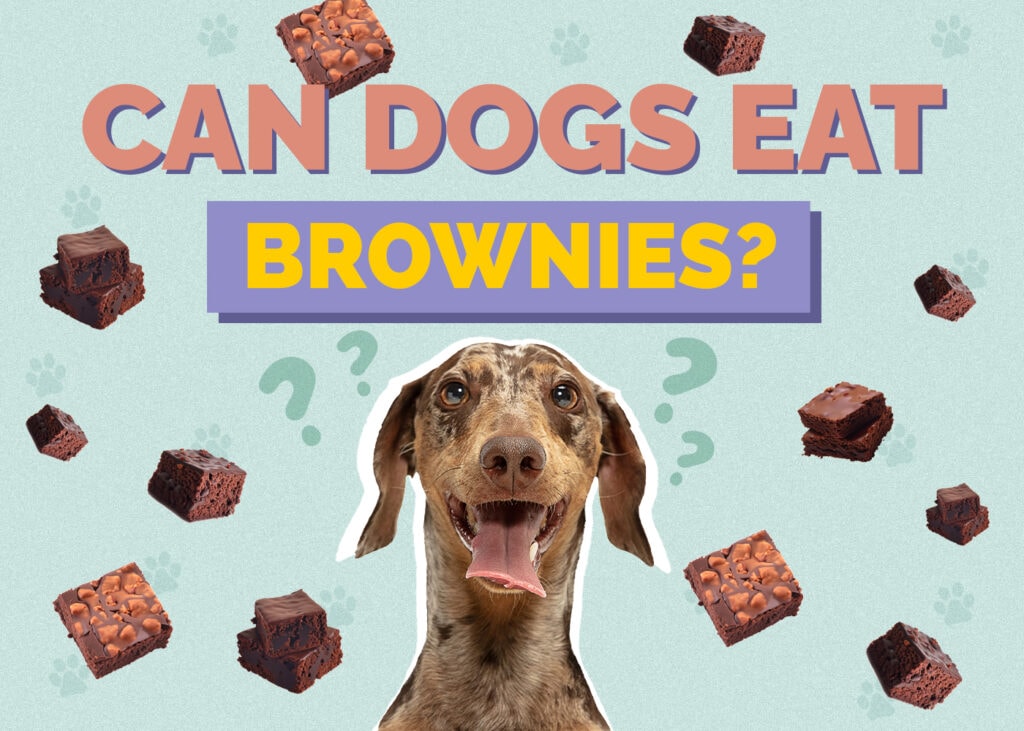 Can Dogs Eat Brownies