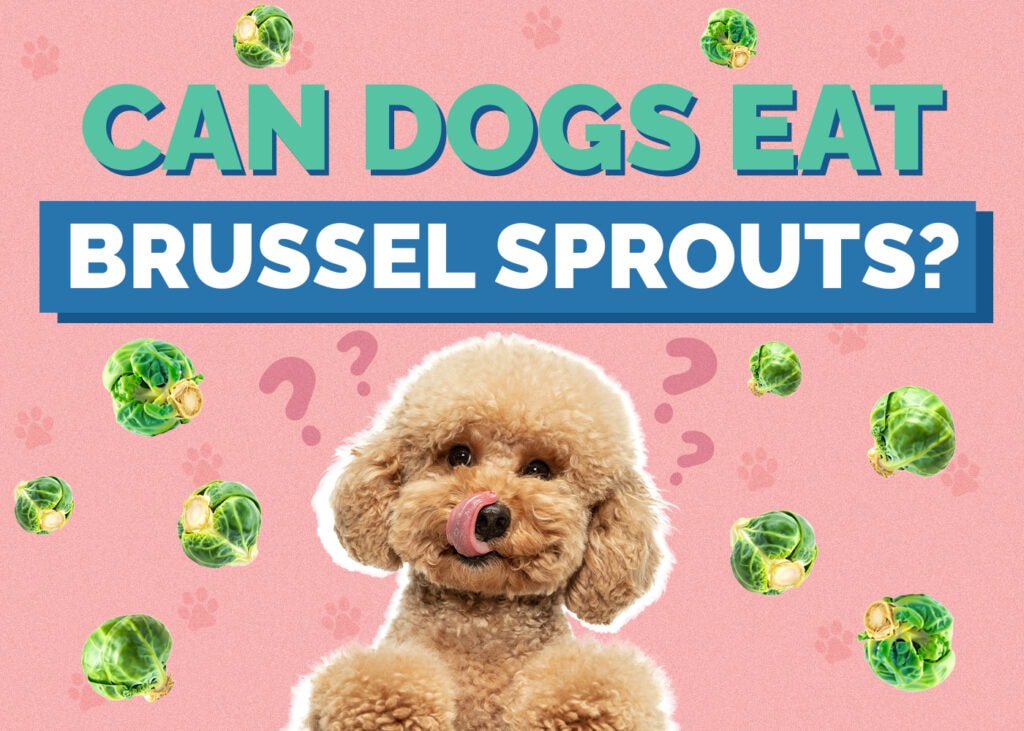 Can Dogs Eat Brussels Sprouts
