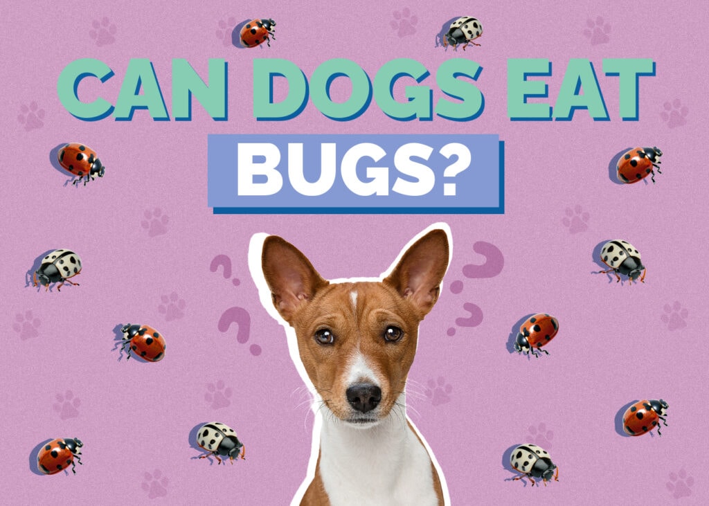 Can Dogs Eat Bugs