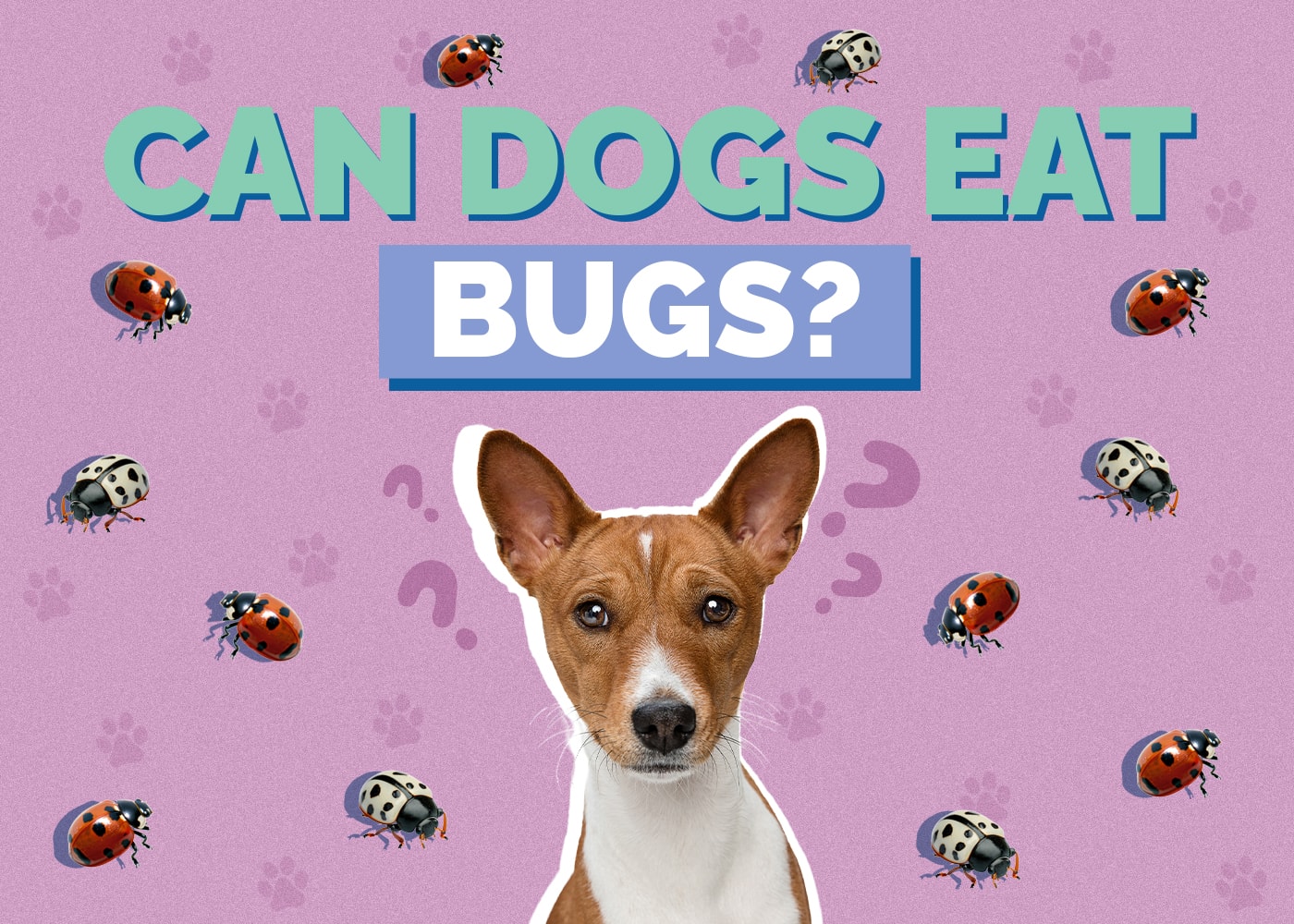 Can Dogs Eat Bugs