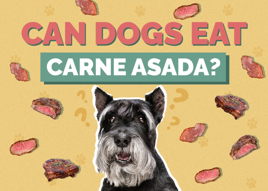 Can Dogs Eat Carne Asada
