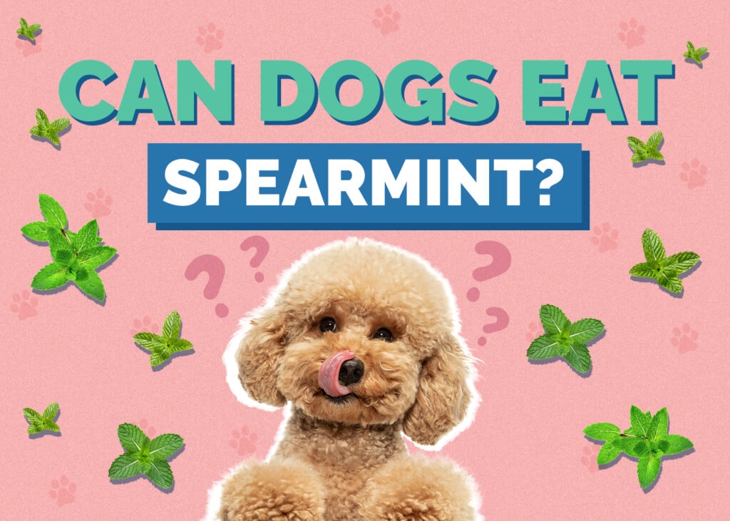 Can Dogs Eat Spearmint