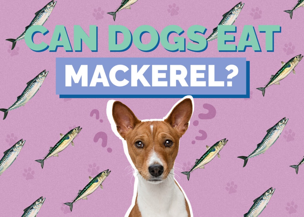 Can Dogs Eat Mackerel