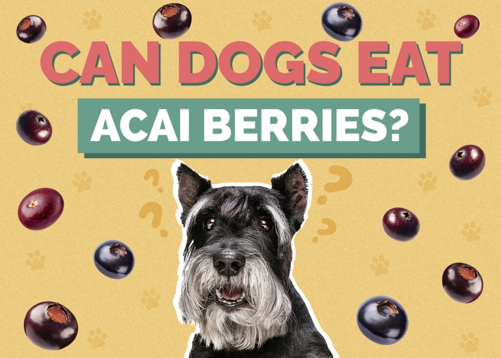 Can Dogs Eat Acai Berries