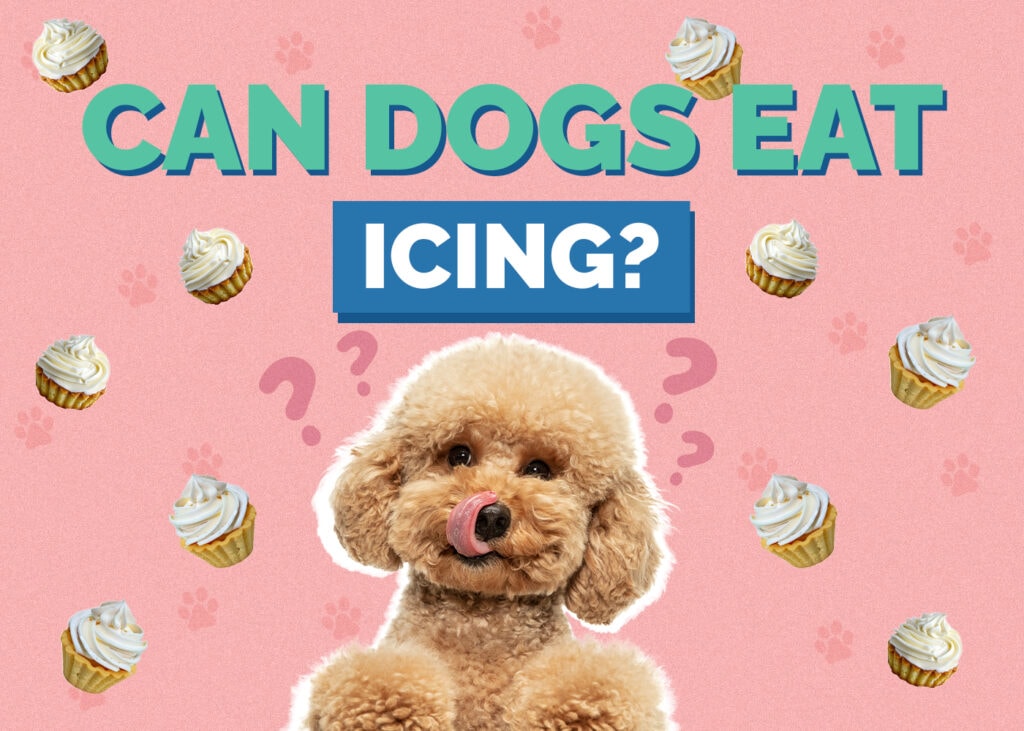 Can Dogs Eat Icing