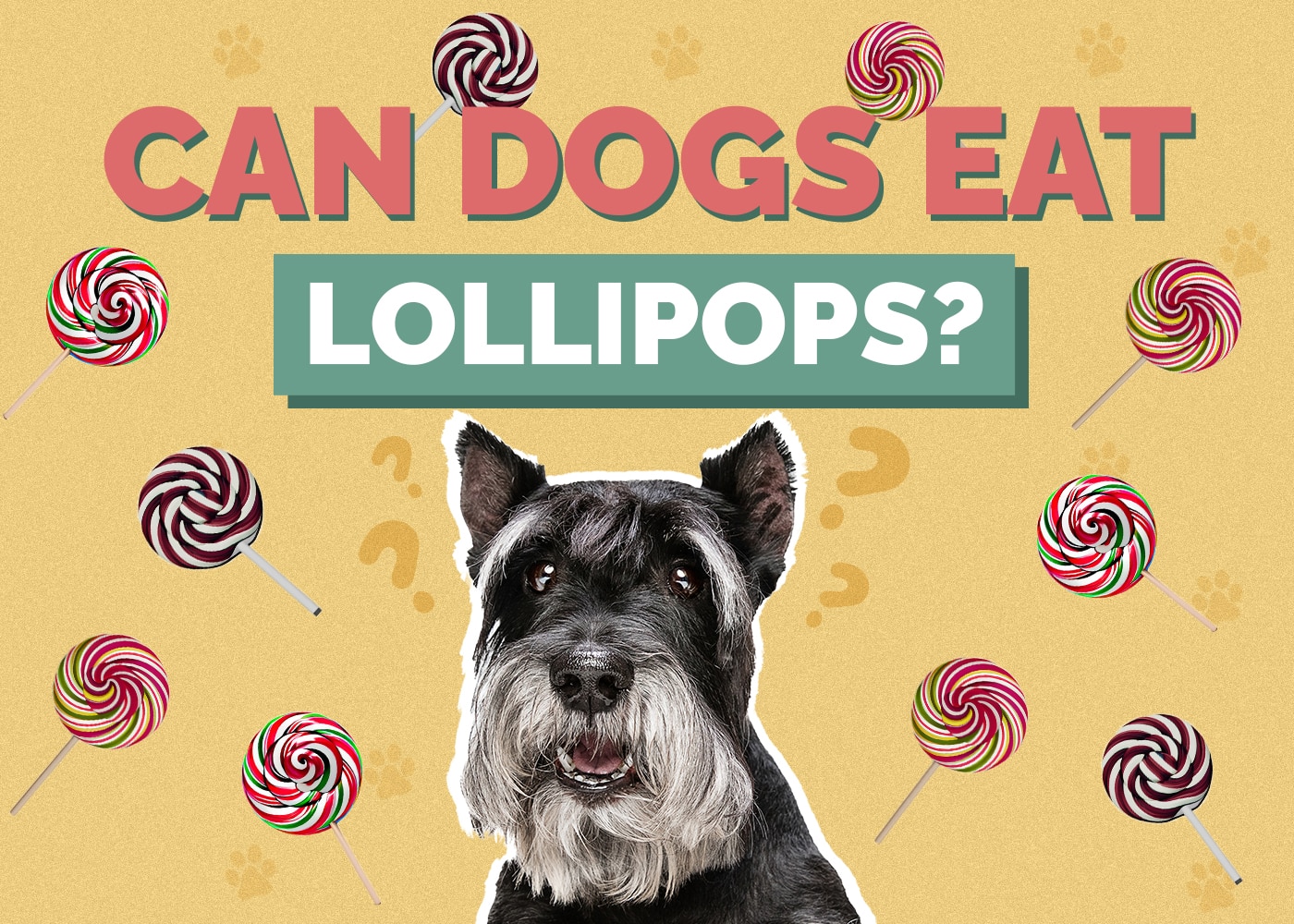 Can Dogs Eat Lollipops