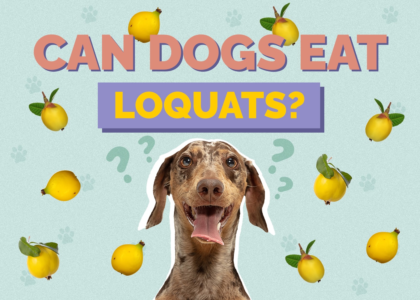 Can Dogs Eat Loquats