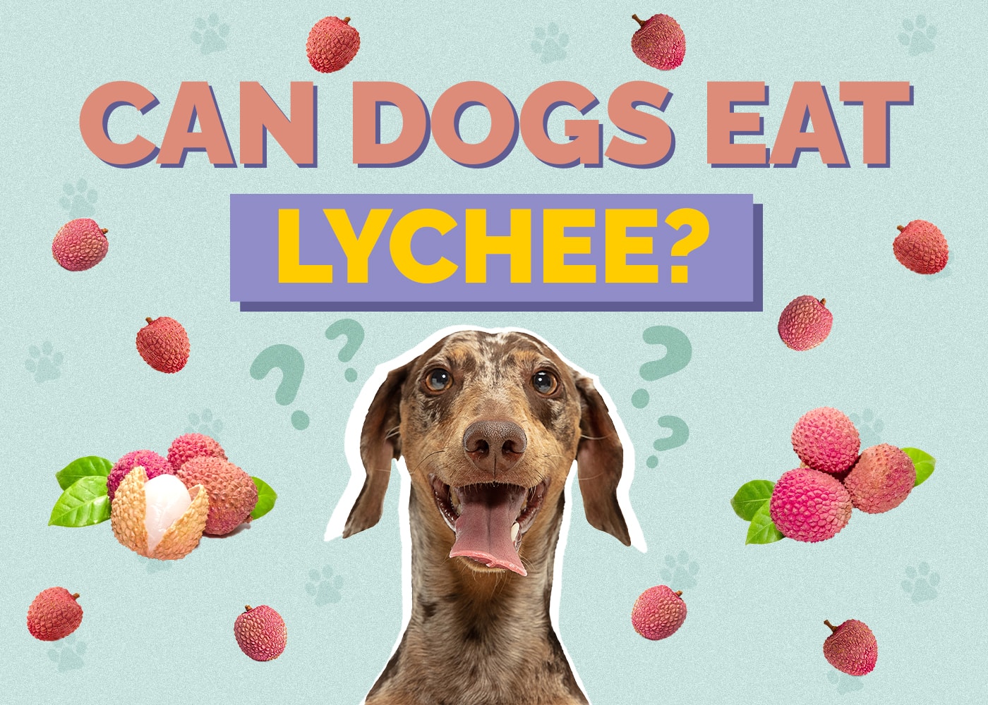 Can Dogs Eat Lychee