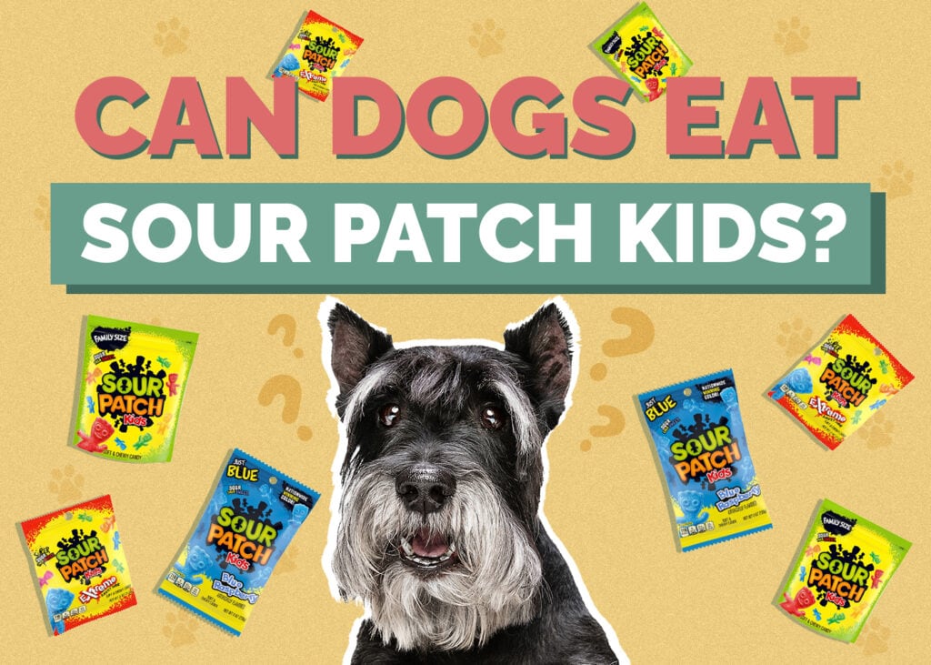 Can Dogs Eat Sour Patch Kids