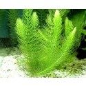 Hornwort
