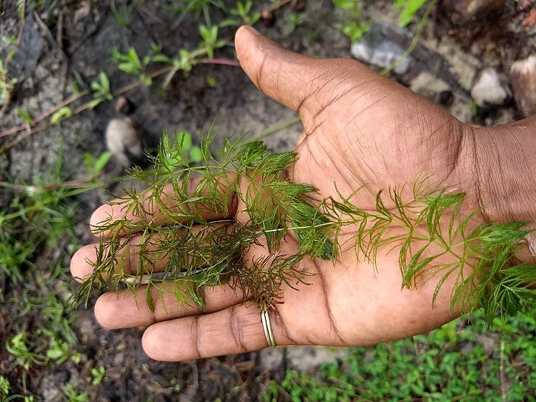 Hornwort aquarium plants